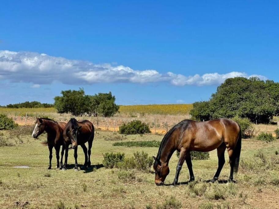 Heron Cottage - Living The Breede Malgas المظهر الخارجي الصورة